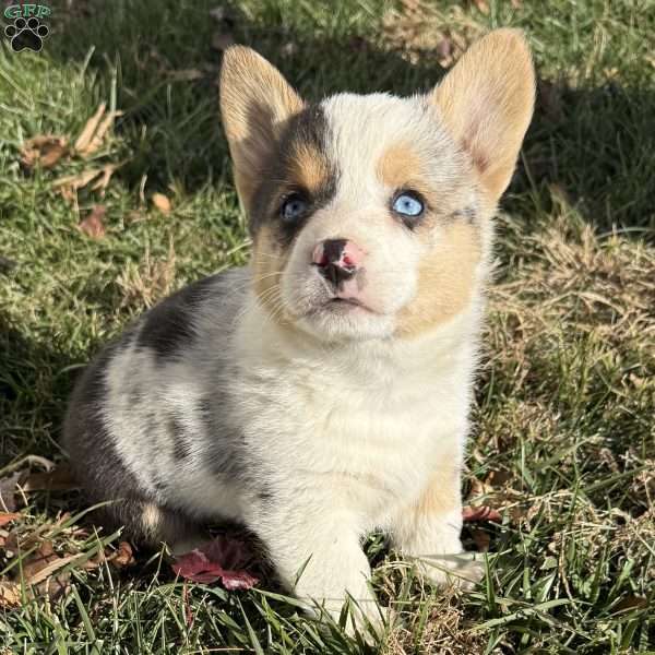 Connor, Pembroke Welsh Corgi Puppy